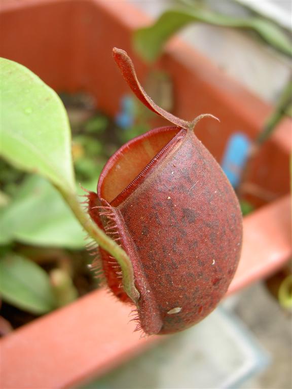 Nepenthes ampullaria 'harlequin' 1